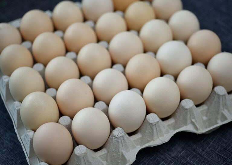 How to Make Pulp Molding Trays: A Step-by-Step Guide